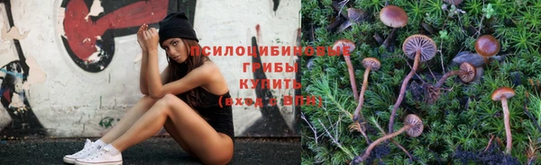 прущие грибы Аркадак